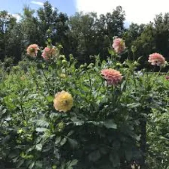 Beautiful Dahlia Plant